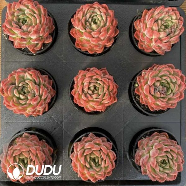 Echeveria Strawberry Maruko - Image 2