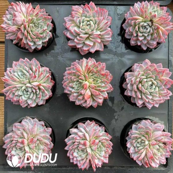 Echeveria Celestial Being - Image 2