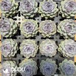 Echeveria Arabian Nights - Image 2