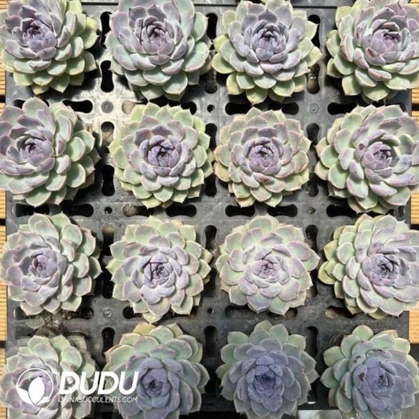 Echeveria Arabian Nights - Image 2