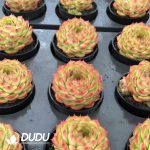 Echeveria Green Orange - Image 2