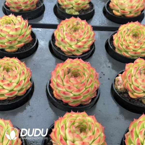 Echeveria Green Orange - Image 2