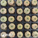 Echeveria Bulgari - Image 2