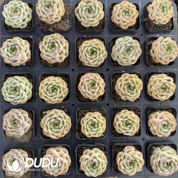 Echeveria Bulgari - Image 2