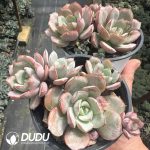 Echeveria sbucorymbosa lau 026 Clustering - Image 2