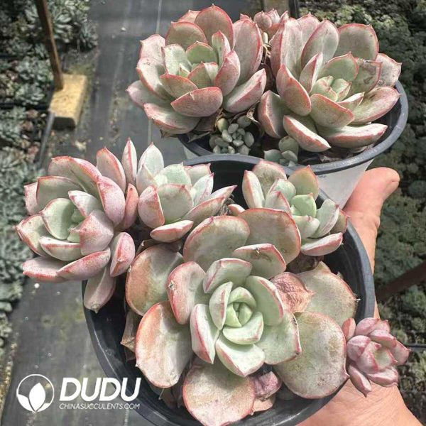 Echeveria sbucorymbosa lau 026 Clustering - Image 2