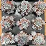 Echeveria Chrysanthemum Fairy Clustering - Image 2