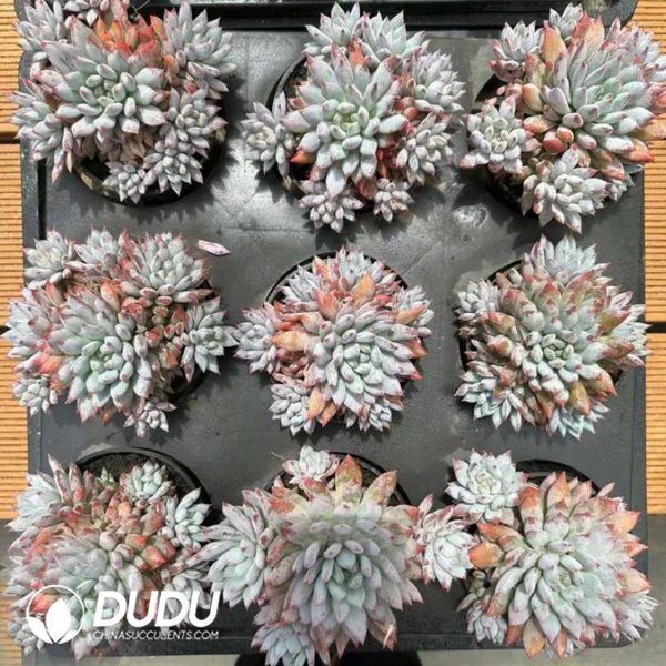 Echeveria Chrysanthemum Fairy Clustering - Image 2