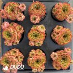 Echeveria Tulip - Image 2