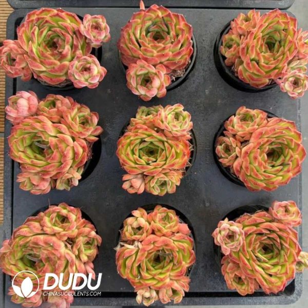 Echeveria Tulip - Image 2