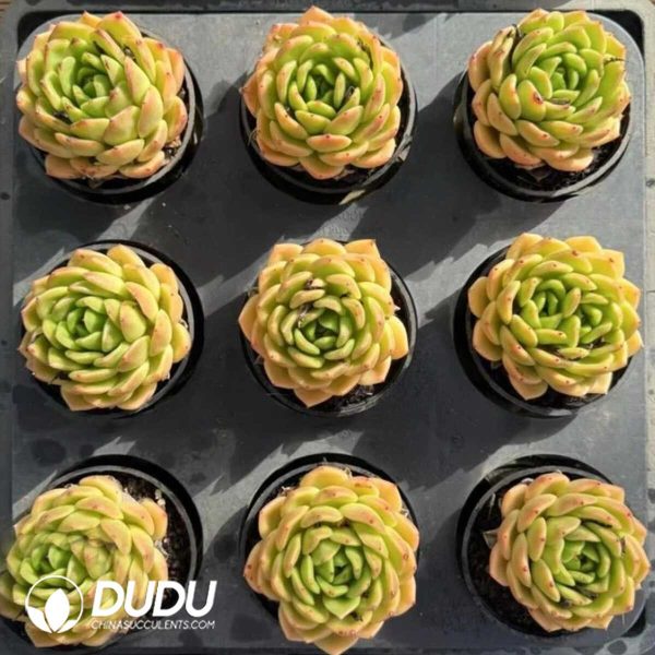 Echeveria Summer Lemon - Image 2