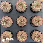 Echeveria Twin Demons Shatter the Cauldron - Image 2