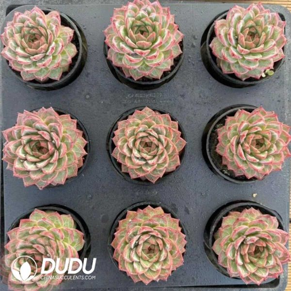 Echeveria Twin Demons Shatter the Cauldron - Image 2