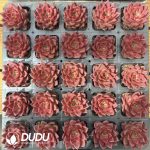 Echeveria Fringe - Image 2