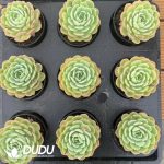 Echeveria Orange Jasmine - Image 2