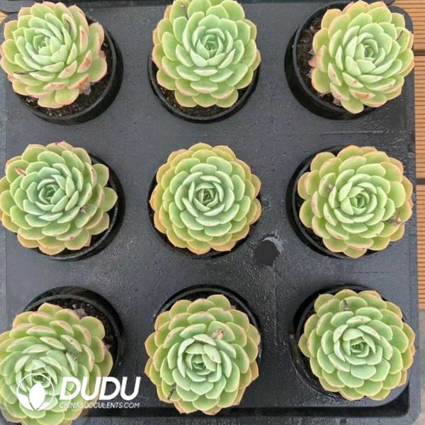 Echeveria Orange Jasmine - Image 2