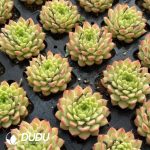 Echeveria Perfume Jade - Image 2