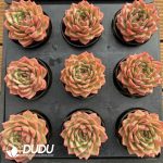 Echeveria Patrick Star - Image 2