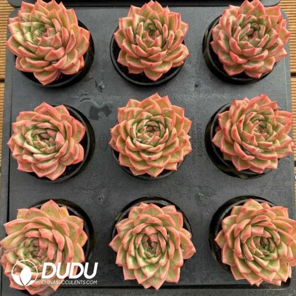 Echeveria Patrick Star - Image 2