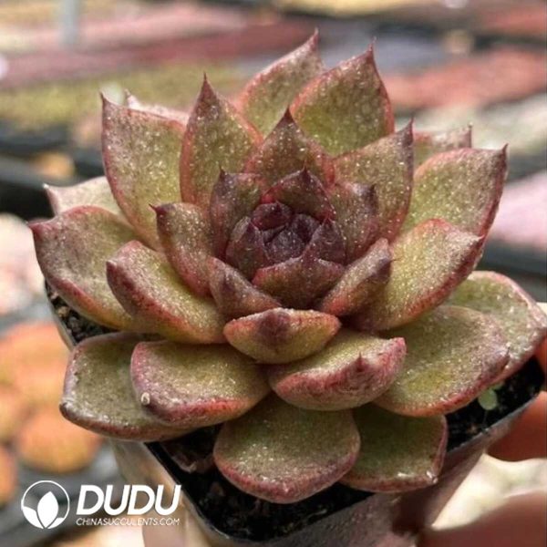 Echeveria Norwegian Wood - Image 2