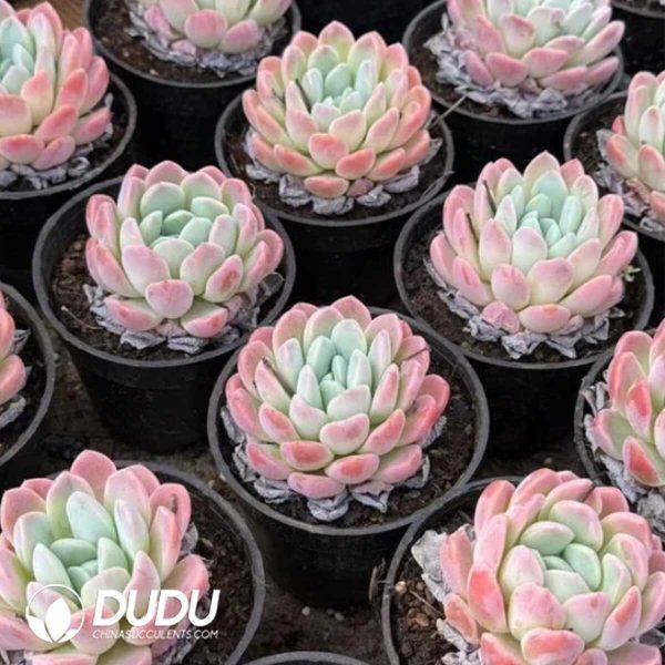 Echeveria Moon Half Bay - Image 2