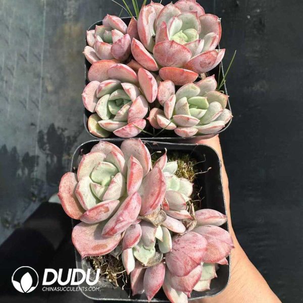 Echeveria sbucorymbosa lau 027 Clustering - Image 2