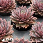 Echeveria Purple Fire - Image 2