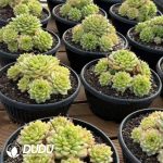 Echeveria Ice Diamond Jenny Clustering 6heads+ - Image 2