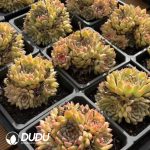 Echeveria Leopard Clustering - Image 2