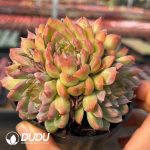 Echeveria Leopard Clustering - Image 2