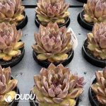 Echeveria Black Tortoise - Image 2