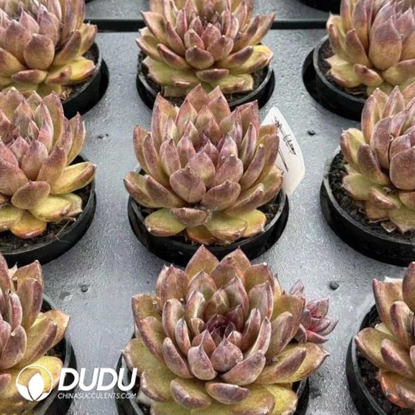 Echeveria Black Tortoise - Image 2