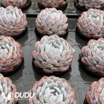 Echeveria Orange Monroe - Image 2