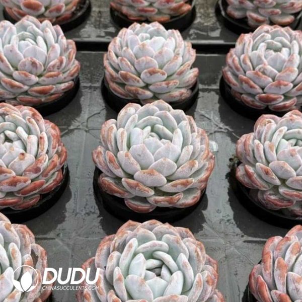 Echeveria Orange Monroe - Image 2