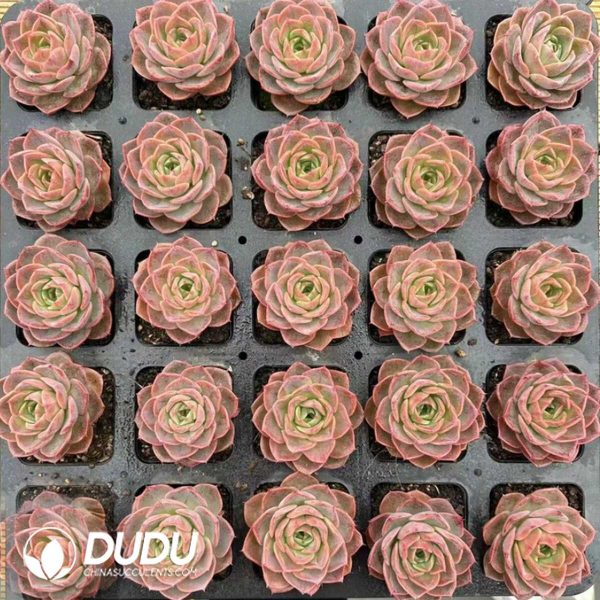 Echeveria Butterfly Puff - Image 2