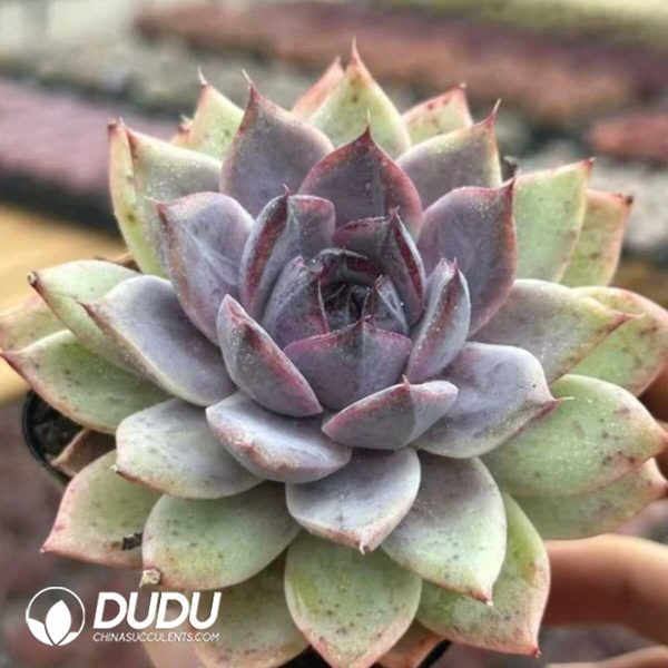 Echeveria Fragrant Snow - Image 2