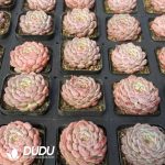 Echeveria White Chubby - Image 2