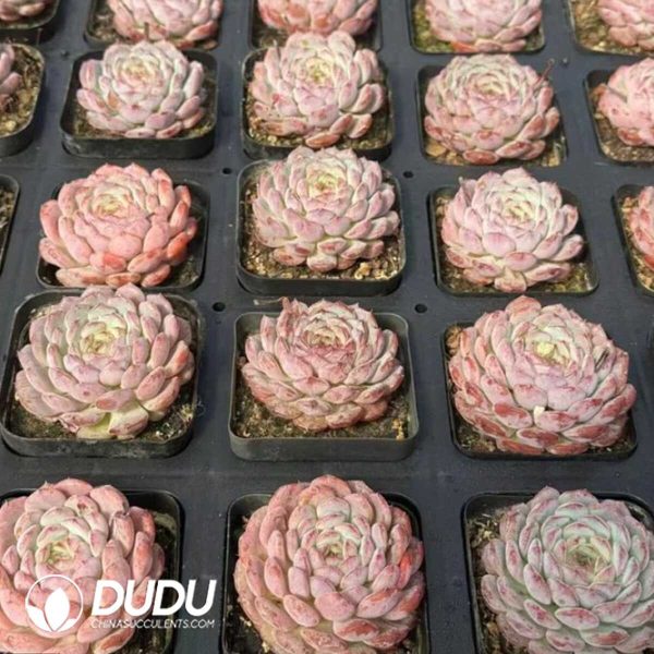 Echeveria White Chubby - Image 2