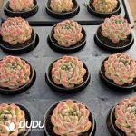 Echeveria Spring Jenny - Image 2