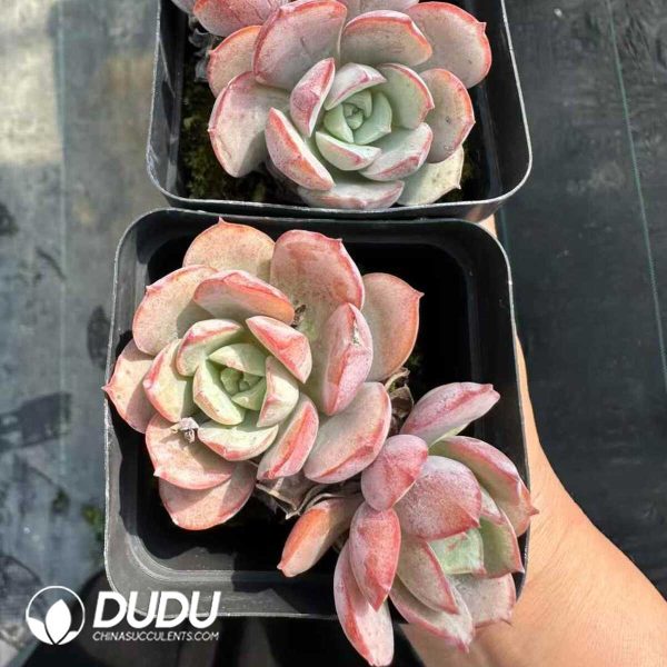 Echeveria sbucorymbosa lau 028 Double Head - Image 2