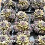 Echeveria Black Beauty Clustering - Image 2