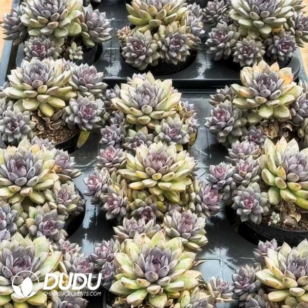 e202-540.jpg Echeveria Black Beauty Clustering - Image 2