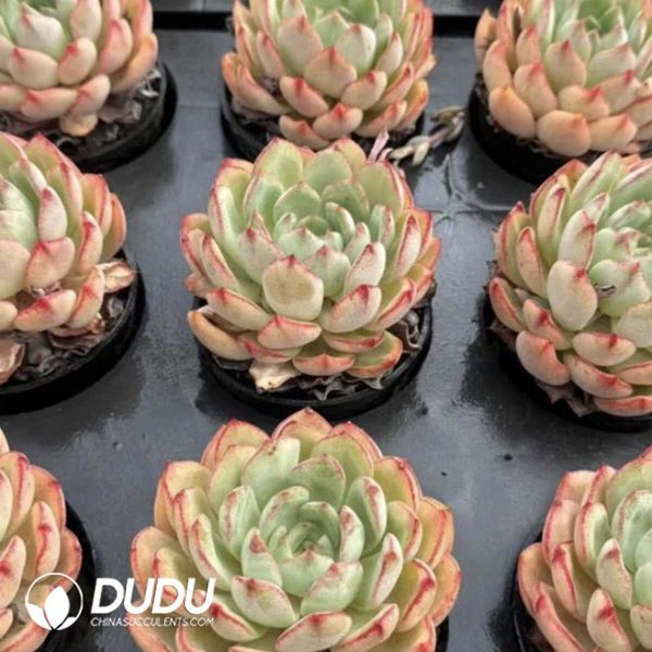 e202-541.jpg Echeveria Sugar Coat - Image 2