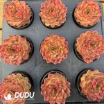 Echeveria Leo Youth Edition - Image 2