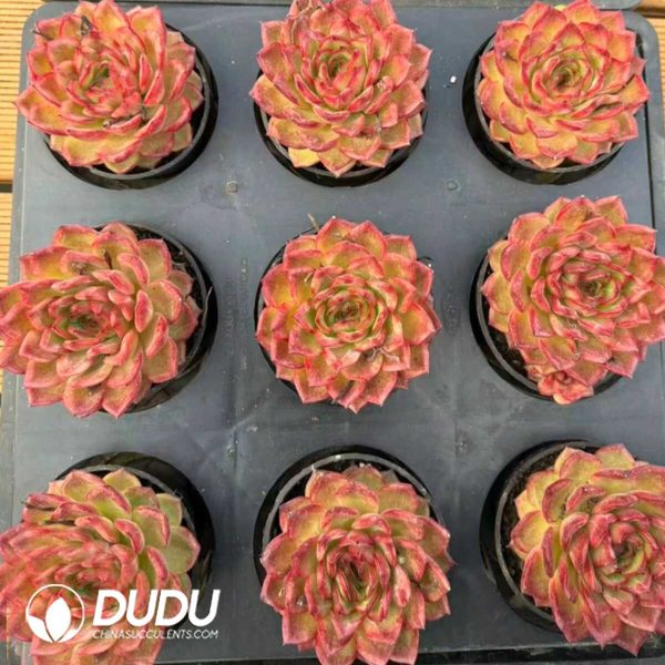 e202-542.jpg Echeveria Leo Youth Edition - Image 2