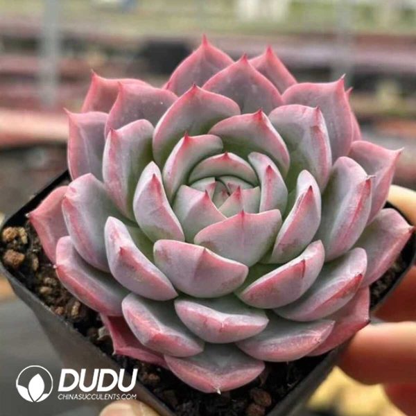 e202-544.jpg Echeveria Sweetheart Queen - Image 2