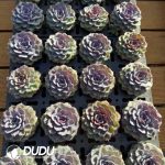 Echeveria Bird Nest - Image 2