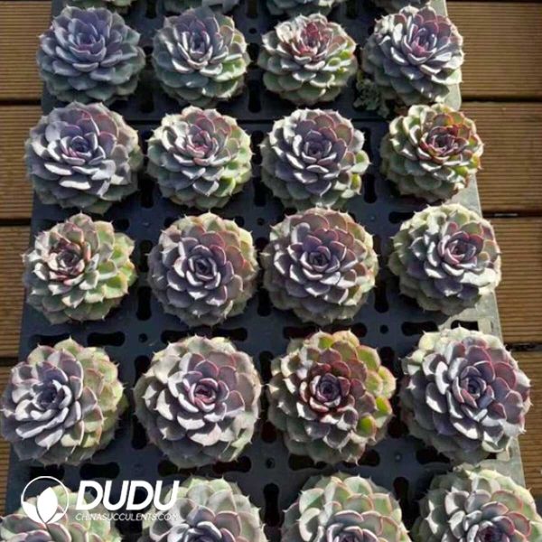 e202-546.jpg Echeveria Bird Nest - Image 2