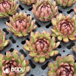 Echeveria Carnivorous - Image 2