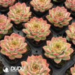 Echeveria Ice Diamond - Image 2